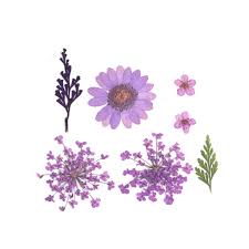 We have a wide range of pressed flowers. Assortment Of Dried And Pressed Flowers On Board For Diy Creation Purple X1 Perles Co