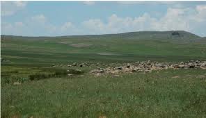 Image result for Xysmalobium