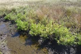 Image result for Sphaeranthus africanus