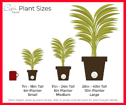 Cactus, usually covered with spines or hair and often grown from temperate forests to subtropical and tropical regions. 2 5 Inch Stuck On You Planter Costa Farms Mini Cactus Fully Rooted Live Indoor Plant