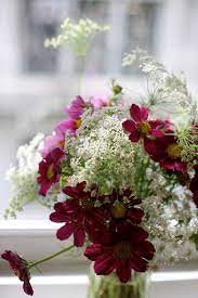 Ammi Majus Cosmos Flower Arrangements Beautiful Flowers Wallpapers Beautiful Flower Arrangements