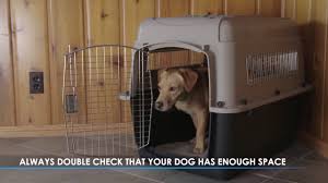 How To Properly Size A Kennel Or Crate For Your Dog