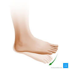 These components work in concert to produce smooth and efficient flexion of the individual digits of the hand. Flexor Digitorum Longus Origin Insertion Action Kenhub