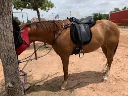Questions & answers on western saddles. We Started Riding English Style About Two Months Ago And Haven T Looked Back Since It Seems More Comfortable On My Back And Her Back Than A Western Saddle Is This True Are