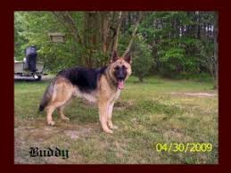 German Shepherd Puppies In Georgia