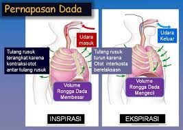 Pergerakan otot tersebut memungkinkan udara dapat masuk ke dalam atau ke luar tubuh. Mekanisme Pernapasan Dada Dan Perut Info Pendidikan Dan Biologi