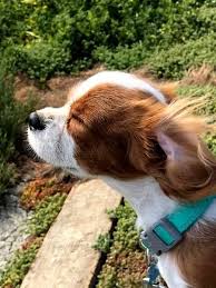 Maskeli Sevimli Kopek Cavalier King Charles King Charles Cavalier