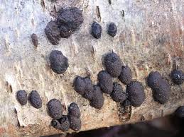 Image result for Hypoxylon multiforme