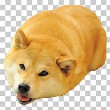 Easily add text to images or memes. Doge Meme Png Images Doge Meme Clipart Free Download