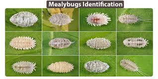 Image result for Mealybug cucumber