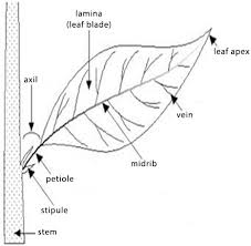 See this ss1 mathematics questions by gentlemanayo ( m ): Ss1 First Term Biology Practical Marking Guide Classhall Com