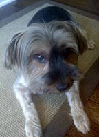 This tag is for the more. Yorkshire Terrier Wikipedia