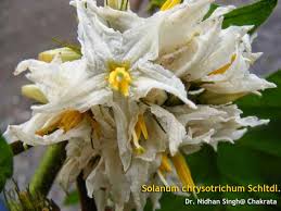 Image result for Solanum chrysotrichum