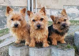 With a friendly personality, norwich terriers are today mostly a companion dog breed. Norwich Terrier Vom Blauen Granit Norwich Terrier Zuchter Aus Sachsen
