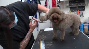 Yellowpages.ca helps you find local pet grooming, clipping & washing business listings near you, and lets you know how to contact or visit. Queens Lawyer Gerard Marrone Jumps Into Pet Grooming Business Amid Covid Court Shutdown Abc7 New York