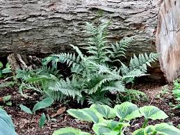 Image result for Athyrium newtonii