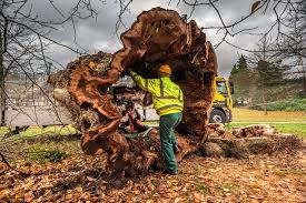 The fungus also goes dormant in soil for years, seeding new infections that can raze entire fields of. The Accidental Tree Killers