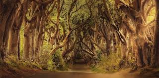 Image result for Rhoicissus rhomboidea