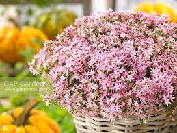 We did not find results for: Sedum Sunsparkler Stock Photo By Nova Photo Graphik Image 0996538