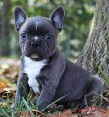 Blue The Male Frenchton Michigan Puppies For Sale Frenchton Dog Puppies Blue French Bulldog Puppies