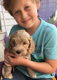 Types of Labradoodles