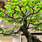 Central Coast Bonsai Club Monthly Club Meeting  �... event in Tumbi Umbi NSW