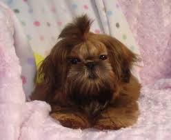 Evansdale cute shih tzu puppies for sale. Adorable Imperial Shih Tzu Puppy For Adoption 5 Months For Sale In Muscatine Iowa Classified Americanlisted Com