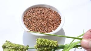 Image result for Eleusine coracana