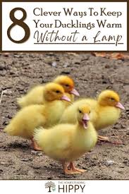 Life Under The Heat Lamp | Farm Life, Farmer Duck, The Barnyard