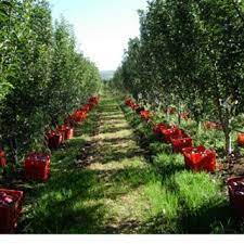 Aphids (green apple aphid, woolly apple aphid) aphis pomi eriosoma lanigerum. Pdf Yield Prediction In Apple Orchards Based On Image Processing