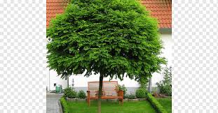 Siyah Akasya Wattles Agac Tohumu Sus Bitkisi Agac Cimen Bahce Bonsai Agaci Png Pngwing