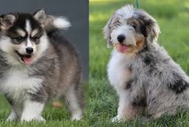 Bernedoodle puppies for sale in southern california and elsewhere can vary in prices. Best Bernedoodle Breeders In California Top 4 In 2021