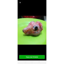 Nao tl / nao tl : Progam Hamil Dg Otak Kellinci Manfaat Jika Kita Mengkonsumsi Daging Kelinci Industri Kelinci Mulak Ret