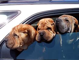 Check spelling or type a new query. Prozac For Puppies Wired