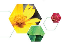 Our Avenue 2 Sister Madeleva Poetry