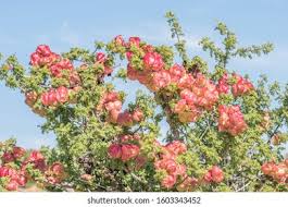 Image result for Erythrophysa