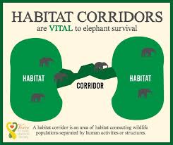 ▪ when critical habitat is designated, it does not mean federal agents in unmarked helicopters start circling private property. Voice For Asian Elephants Society On Twitter Human Activities Are Pushing Asian Elephants To The Brink Of Extinction Populations Are Now Confined Small Islands Of Forestland Meaning Elephants Rely On Habitat Corridors