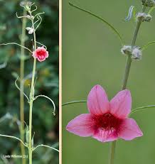 Image result for Sesamum alatum