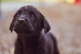 A vaccination appointment is much more than just a quick injection. Pet Vaccinations Pleasanton Road Animal Hospitalprofessional Services Pleasanton Road Animal Hospital