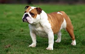 Risorse didattiche generali in lingua inglese. File Bulldog Inglese Jpg Wikimedia Commons