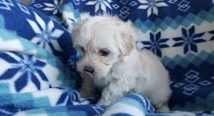 We did not find results for: Hypoallergenic Maltese Shih Tzu Puppies For Sale In Cullman Alabama Classified Americanlisted Com