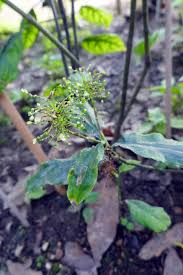 Image result for Aneilema dispermum