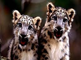 Kediler 200 Khz Ile 100 Khz Degerleri Arasindaki Sesleri Duyabilirler Bu Da Onlarin Cok Kucuk Sesleri Dahi Duyabilmeleri Anlami Buyuk Kediler Leoparlar Leopar