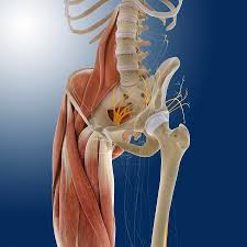 Check spelling or type a new query. Lower Body Anatomy Artwork Photograph By Science Photo Library