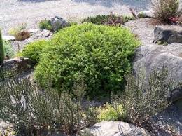 Image result for Andrachne ovalis