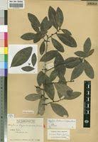 Image result for Gymnosporia buchananii