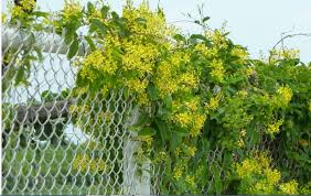 Tanaman air mata pengantin merupakan tanaman merambat berkayu dari keluarga polygonaceae yang berbunga sangat indah. Jual Bibit Tanaman Tristellateia Bunga Kuning Tristellateia Australasiae Biancha S Garden