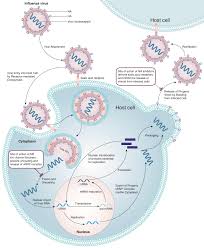 The most common kind of bird flu is the h5n1 strain. Treatment Of Influenza Prospects Of Post Transcriptional Gene Silencing Through Synthetic Sirnas