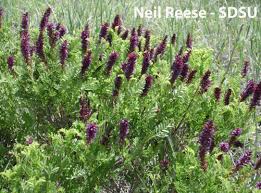 Image result for Lipocarpha nana