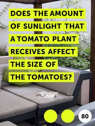 Learn Does The Amount Of Sunlight That A Tomato Plant Receives Affect The Size Of The Tomatoes How To Guides Tips And Tricks Tomato Plants Growing Tomatoes Cherry Tomato Plant